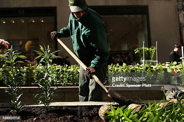 Rob Gleason with the Rockefeller Center Gardens Department plants white Easter lilies and other plants before the upcoming Easter holiday in...