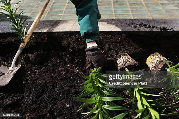 White Easter lilies are planted before the upcoming Easter holiday in Rockefeller Center on March 28, 2013 in New York City. Workers planted...