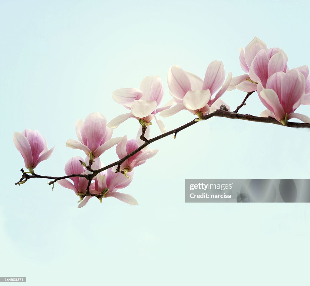 Magnolia branch