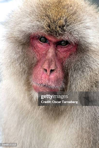 male snow monkey - tarneberg oscar stock pictures, royalty-free photos & images