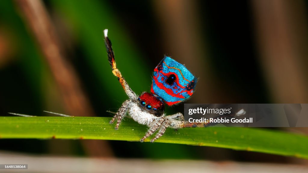 Dancing Male Peacock Spider (Maratus gemmifer)