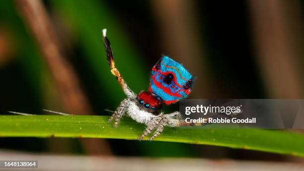 dancing male peacock spider (maratus gemmifer) - påfågel bildbanksfoton och bilder