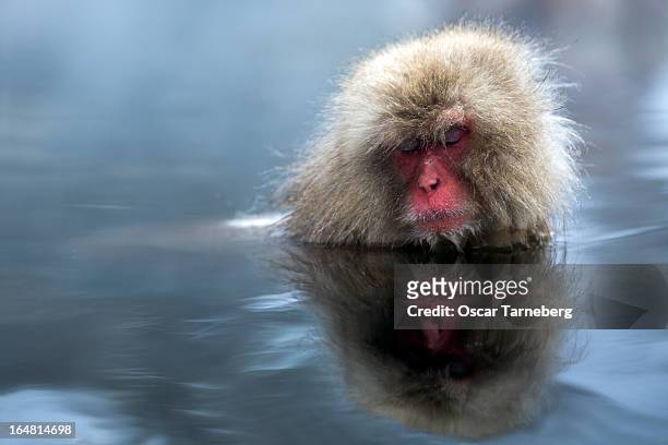 relaxing like only a monkey can - tarneberg oscar stock pictures, royalty-free photos & images