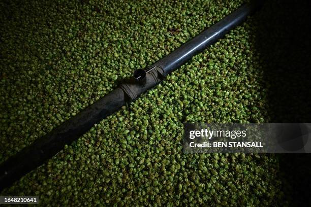 Temperature probe lays on drying hops during the hop harvest in East Peckham, southeast England, on September 6, 2023. The UK harvest usually starts...