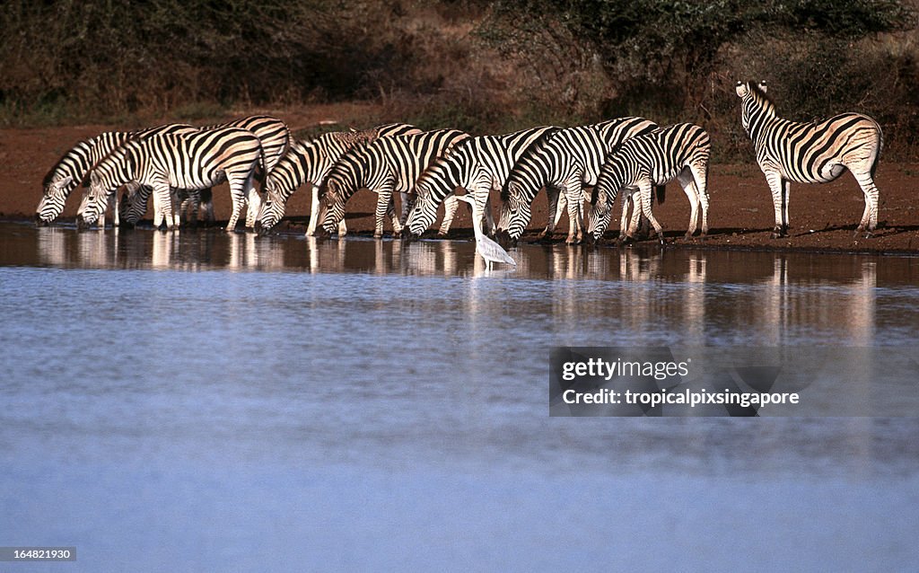 South Africa, Zebra drinking at waterhole.