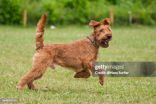 running irish terrier! - animais machos - fotografias e filmes do acervo