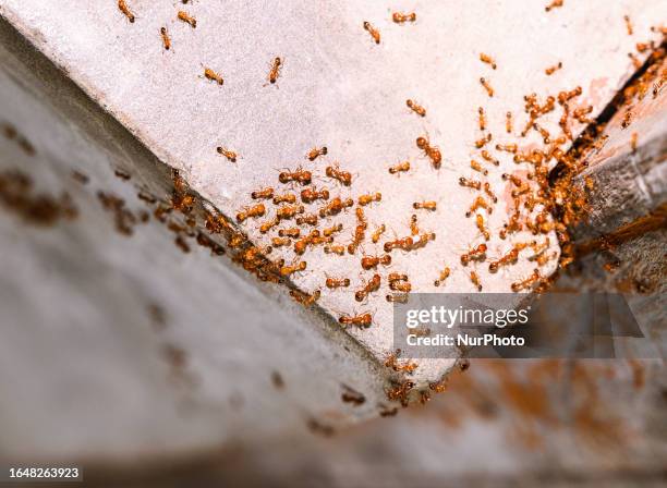 The pharaoh ant is a small yellow or light brown, almost transparent ant notorious for being a major indoor nuisance pest, especially in hospitals....
