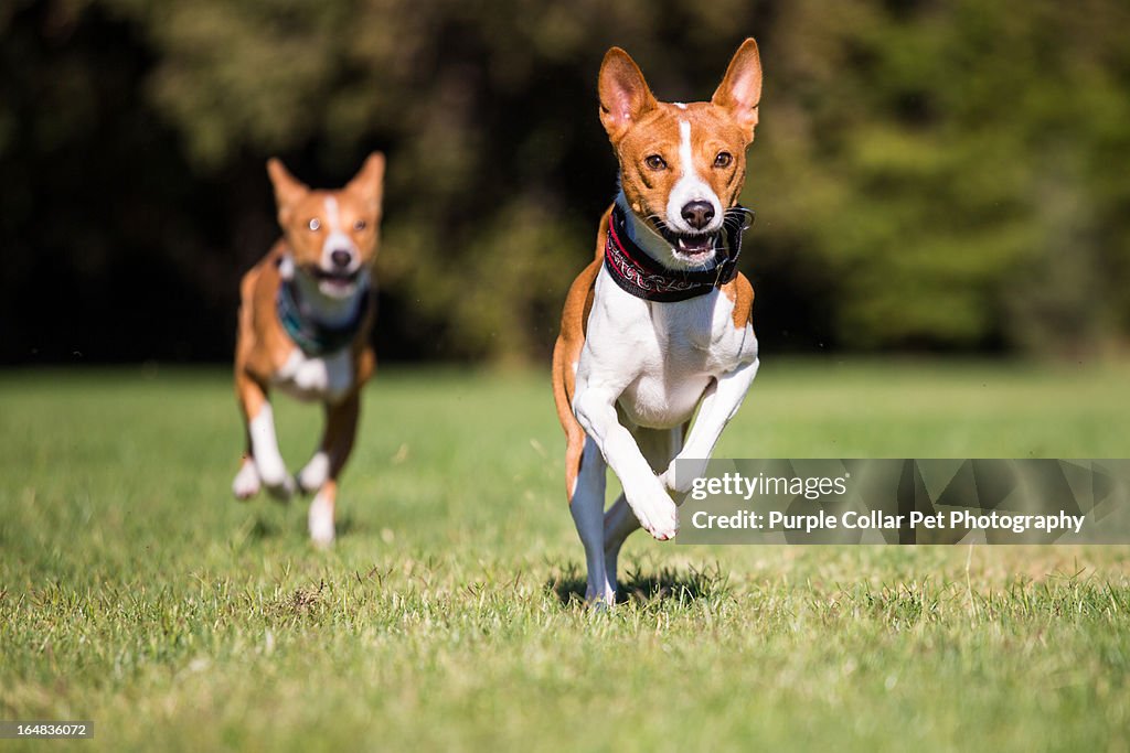 Two Happy Dogs Running on Green Grass