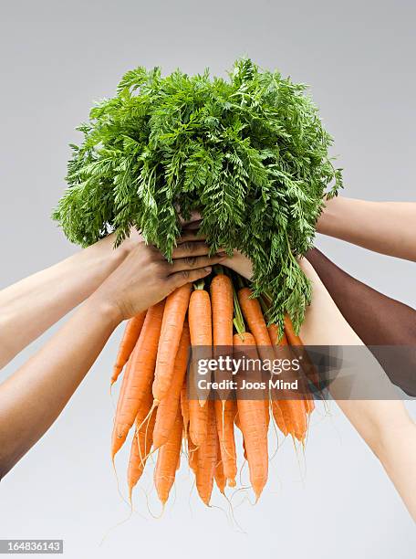 hands holding a fresh bunch of carrots - sharing economy stock-fotos und bilder