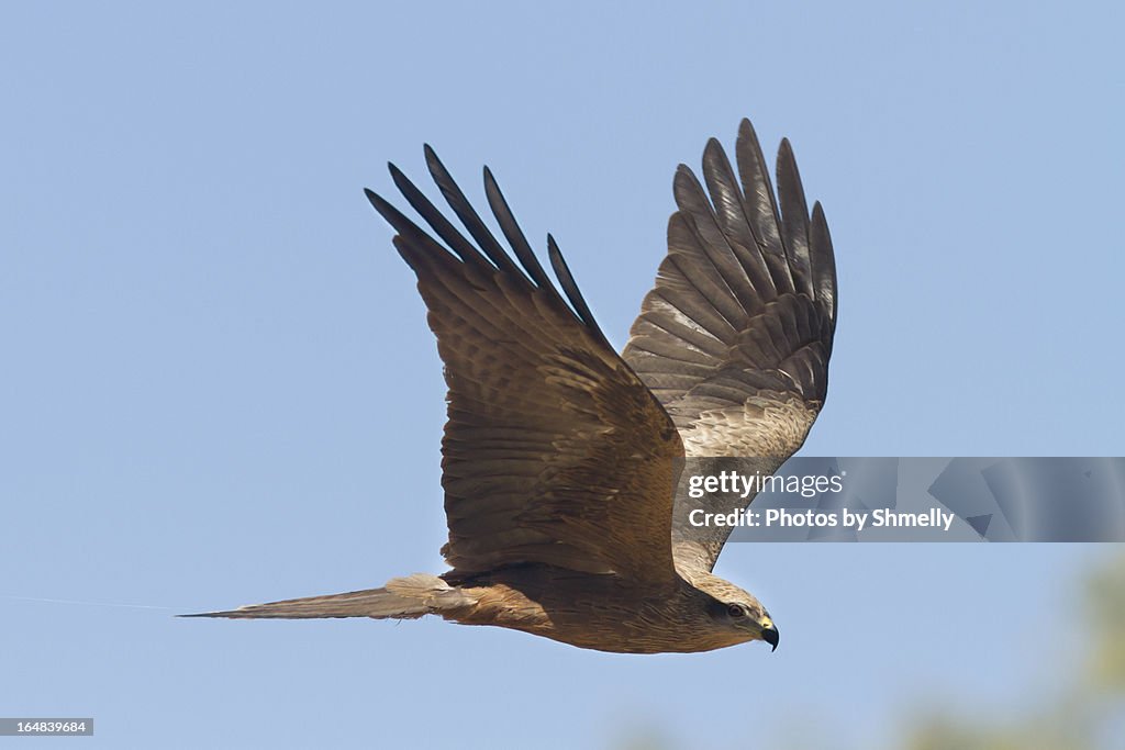 Black shouldered Kite.