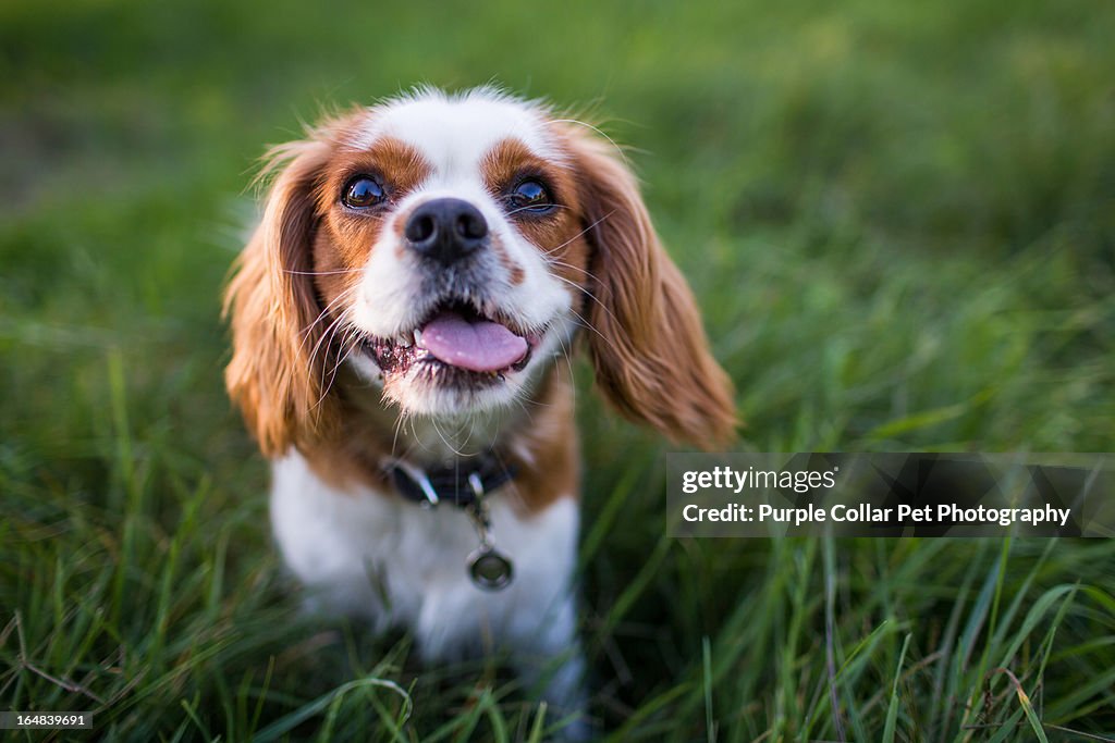 Smiling Dog Standing in Tall Grass