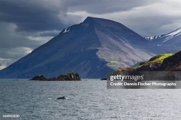 husavik whale watching iceland - minke whale stock pictures, royalty-free photos & images