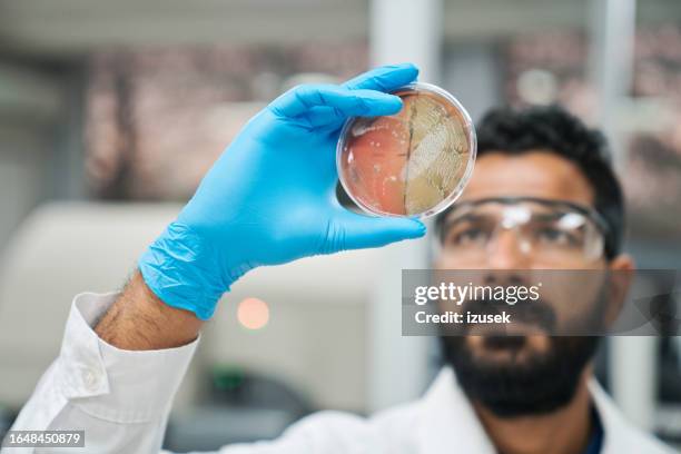 defocused young male medical worker examining sample in petri dish at laboratory - disco de petri imagens e fotografias de stock