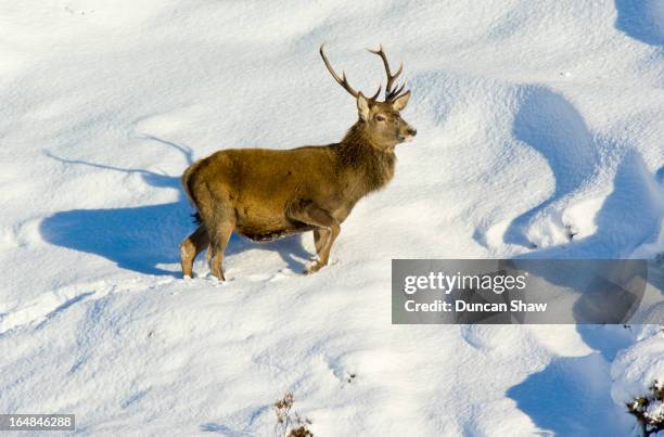 Winter Stagg 106 Scottish Highlands Snow Stag Stock Photos, High-Res Pictures, and ...