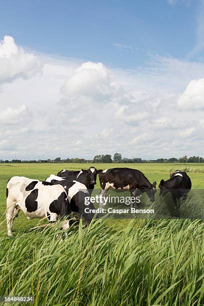 five holstein cows grazing in a field - kühe weide stock-fotos und bilder