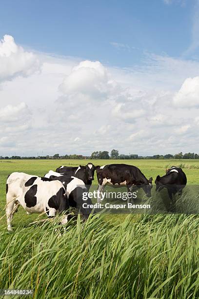 five holstein cows grazing in a field - holstein cattle stock pictures, royalty-free photos & images