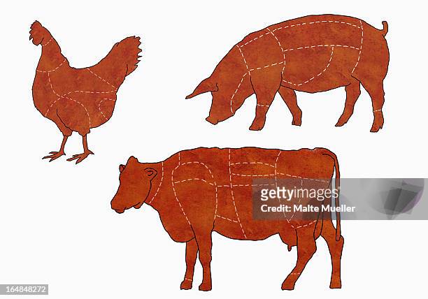 a butcher's diagram of a cow, a chicken and a pig - pig stock illustrations
