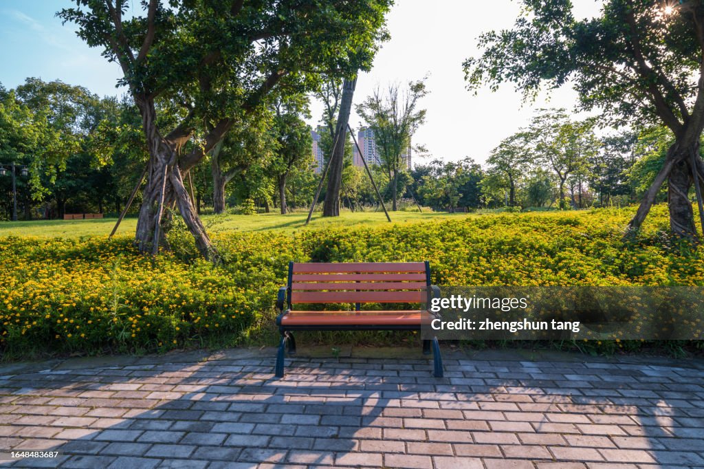 Bench in the park