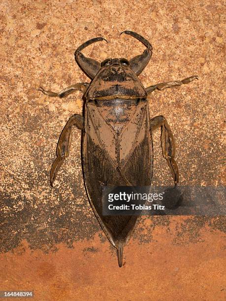 a toe-biter beetle (belostomatidae), broome, western australia, australia - belostomatidae stock pictures, royalty-free photos & images
