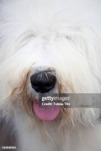 a sheepdog - old english sheepdog stock pictures, royalty-free photos & images