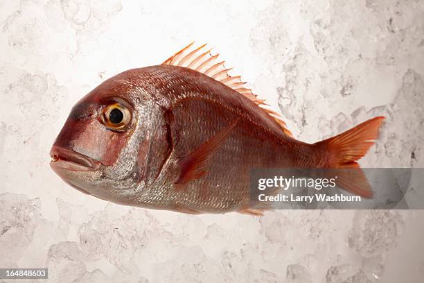 red sea bream - carcass is stock pictures, royalty-free photos & images