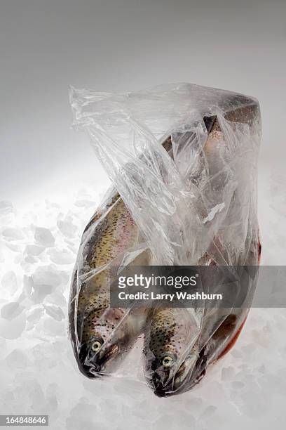 rainbow trout in bags on ice - regnbågsforell bildbanksfoton och bilder