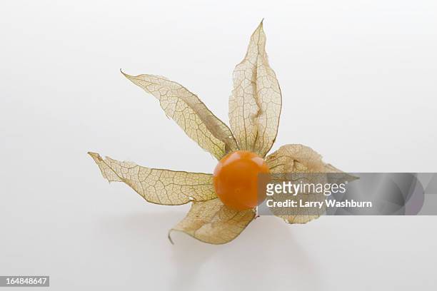 physalis fruit    (cape gooseberry) - chinese lantern fotografías e imágenes de stock