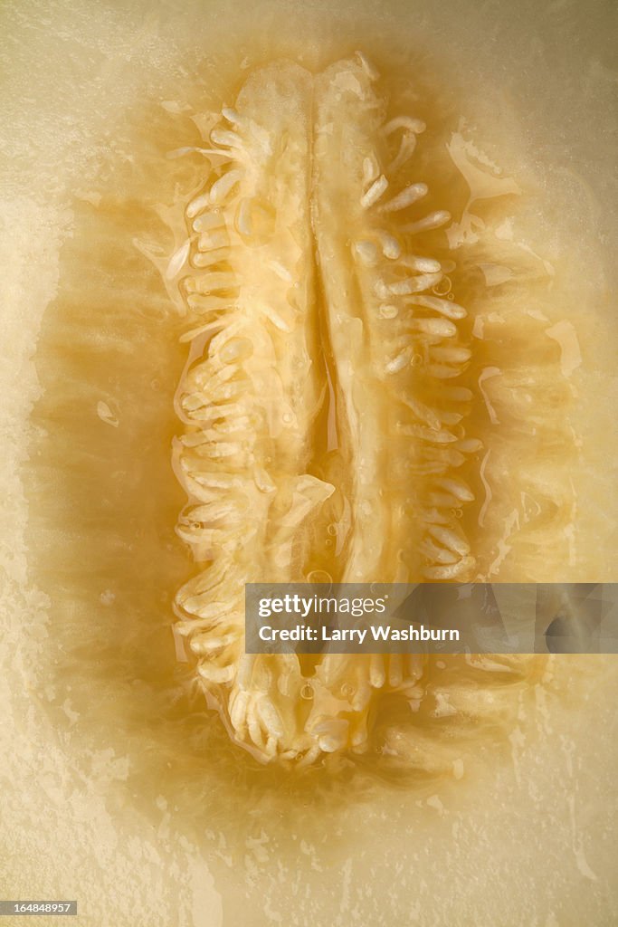 A cross section of honeydew melon that looks suggestive