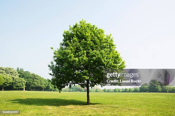 tree in park - beschermd natuurgebied stockfoto's en -beelden