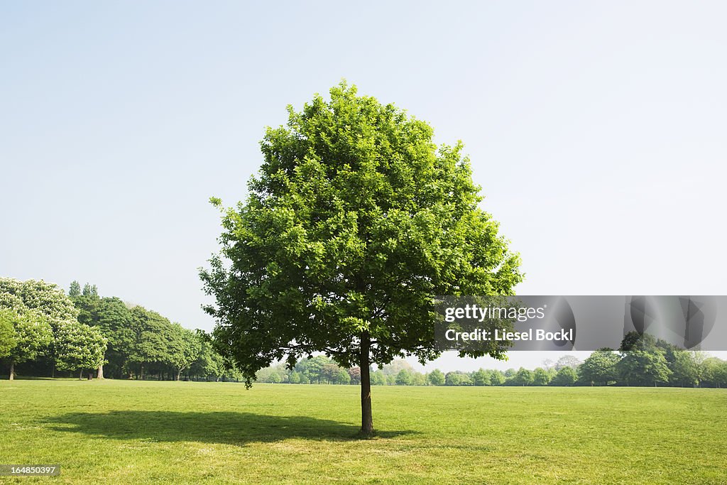 Tree in park