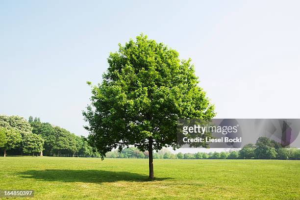 tree in park - single tree imagens e fotografias de stock
