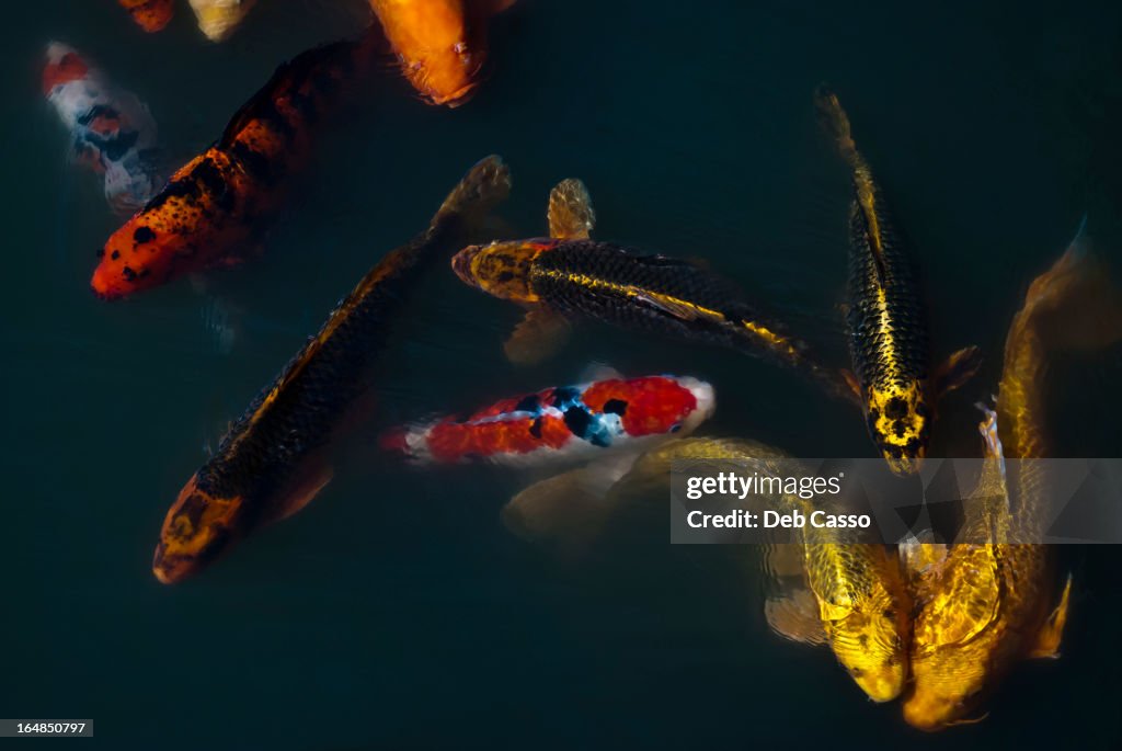 Carp fish swimming in pond