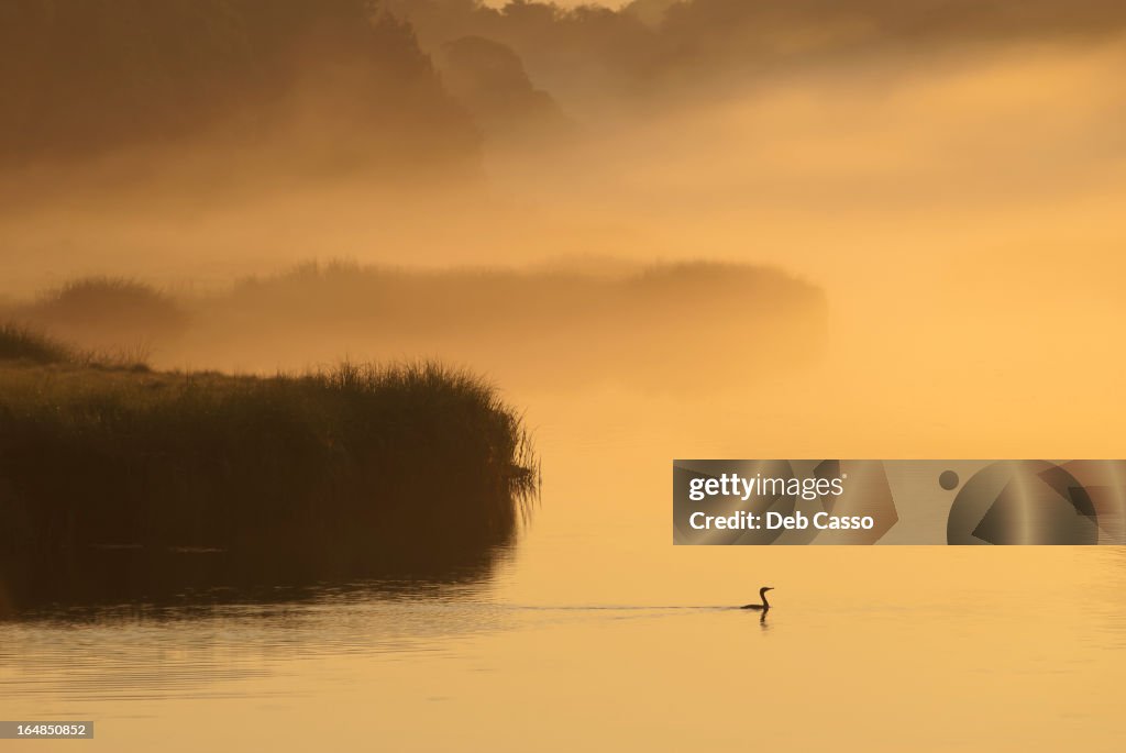 Silhouette de plantes et des oiseaux de marais