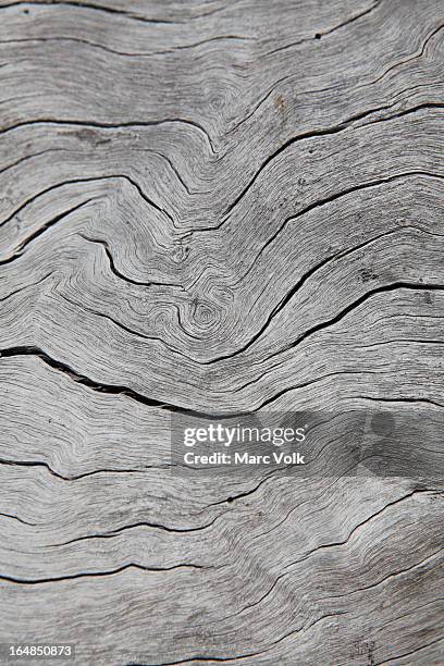 grooves in a piece of a dead wood - driftwood bildbanksfoton och bilder