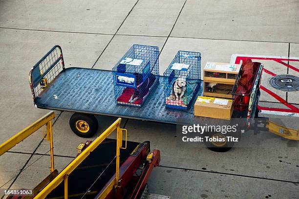 two dogs in cages next to other luggage on a trailer at an airport - airport cargo stock pictures, royalty-free photos & images