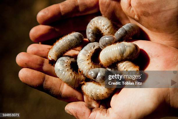 detail of a man holding witchetty grubs - 幼虫 ストックフォトと画像