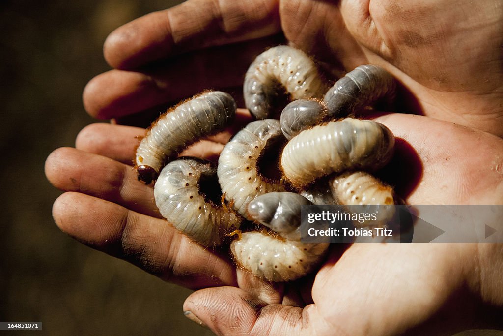 Detail of a man holding witchetty grubs