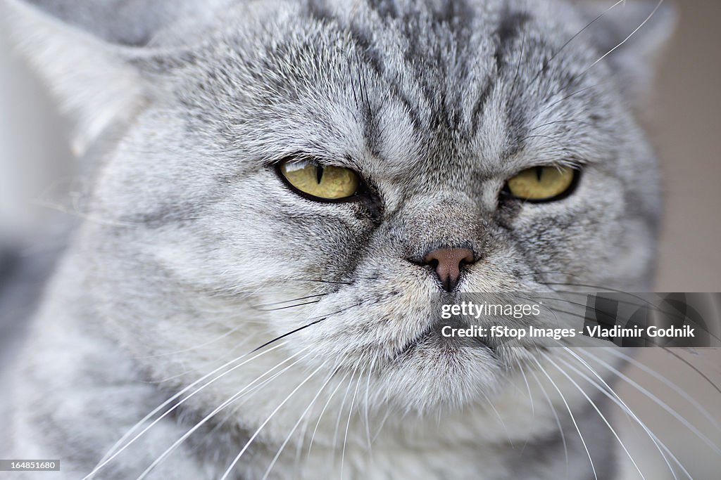 A gray domestic cat looking serene