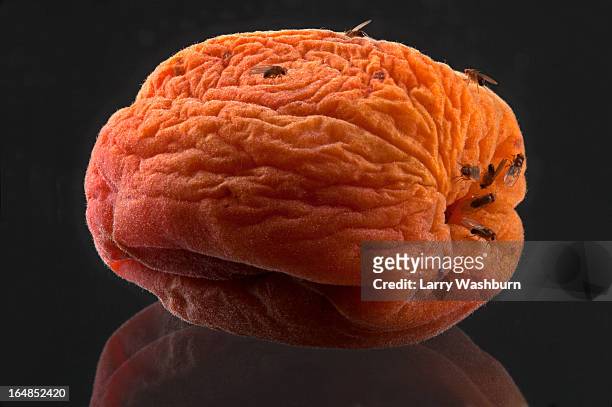 fruit flies on a rotting wrinkled peach - fruchtfliege stock-fotos und bilder