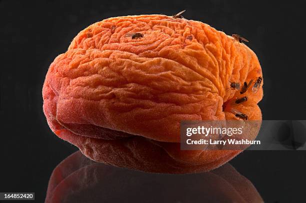 fruit flies on a rotting wrinkled peach - pourrir photos et images de collection