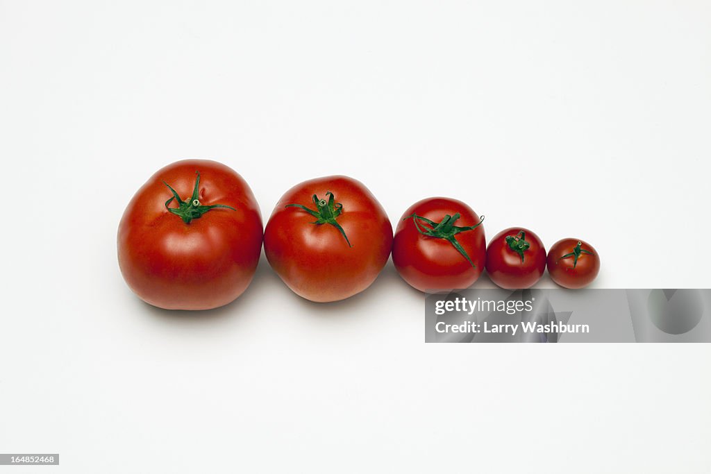 A row of tomatoes lined up from largest to smallest