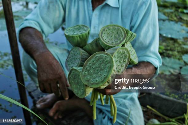September 01 Srinagar Kashmir, India : A man holds lotus nuts from a lotus plantation situated within Dal Lake in Srinagar. Lotus seeds are a popular...