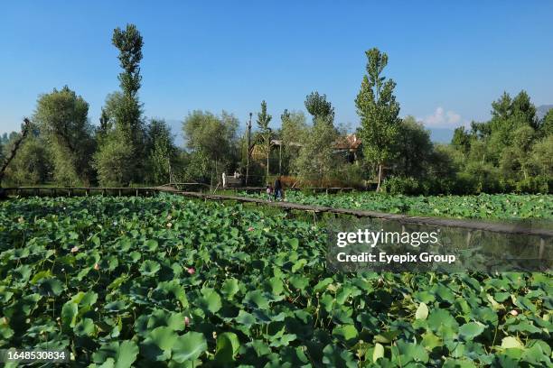 September 01 Srinagar Kashmir, India : People walk over a wooden bridge in a garden of lotus flowers situated within Dal Lake in Srinagar. Lotus...