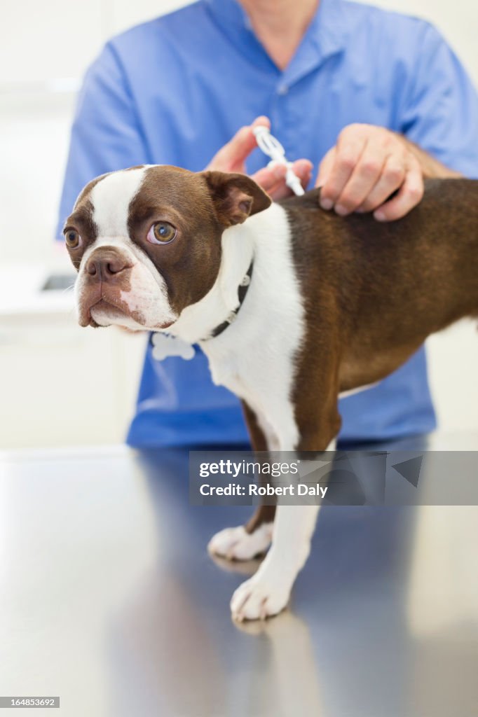 Veterinarian giving dog injection in vet's surgery