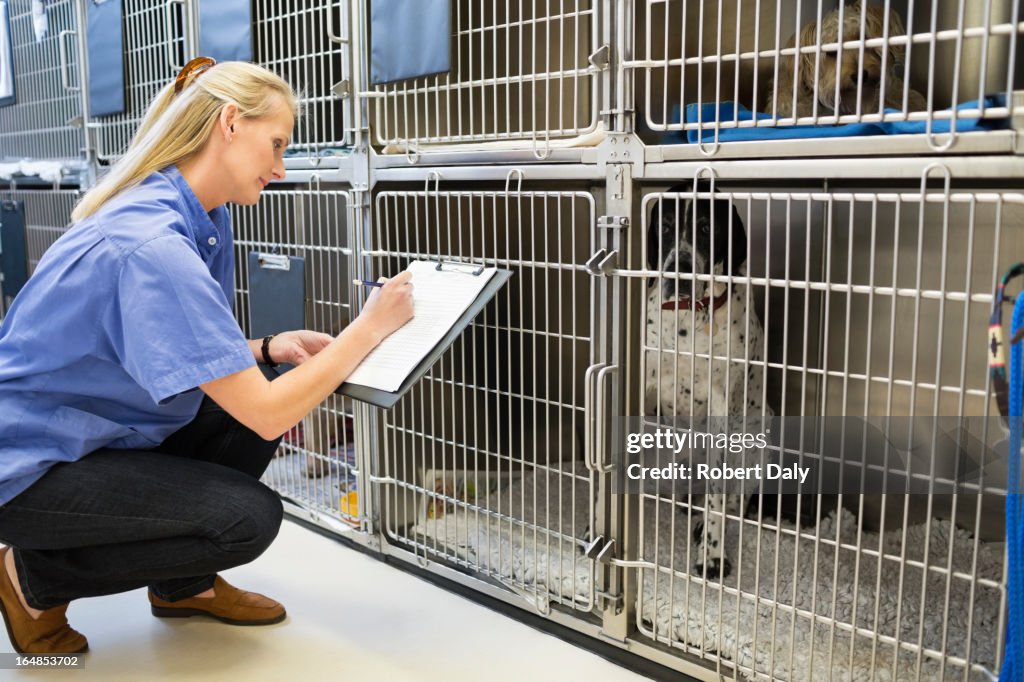 Vet checking dogs in kennel