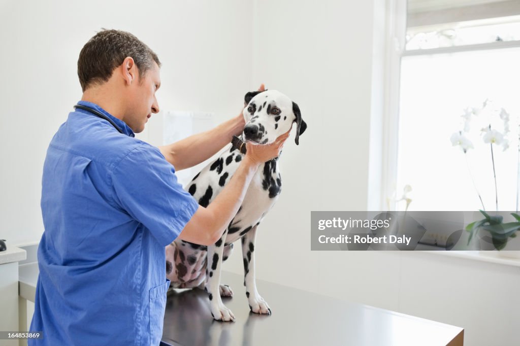 Veterinarian examining dog in vet's surgery