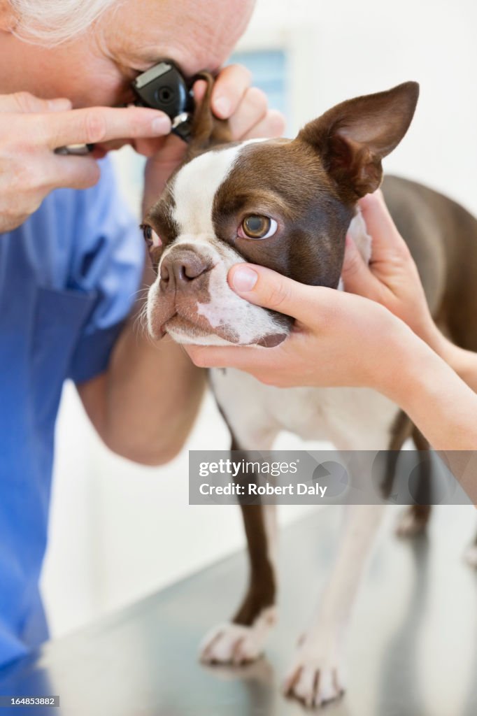 Veterinarian examining dog in vet's surgery