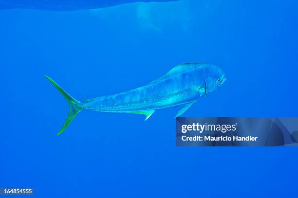 a dolphinfish swimming in open water near isla mujeres. - dolphin fish fotografías e imágenes de stock
