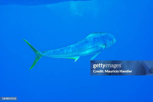 a dolphinfish swimming in open water near isla mujeres. - dolphin fish imagens e fotografias de stock