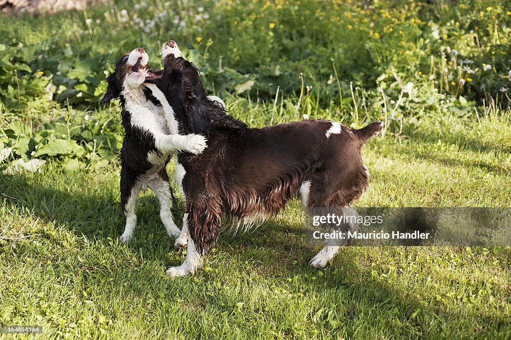 Two English springer spaniels frolic in the grass.